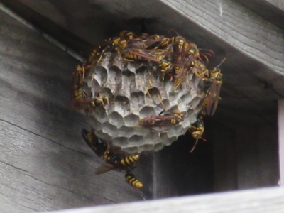 アシナガバチの巣　画像