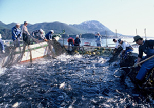 鮭定置網漁の写真
