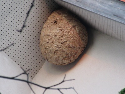 スズメバチの巣　画像