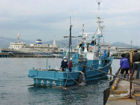 ツチクジラ水揚げ（1）