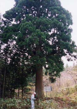 「大船の杉」大樹の写真