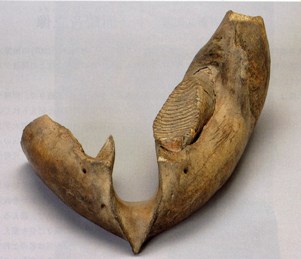 樺太出土マンモス下顎骨と臼歯の写真