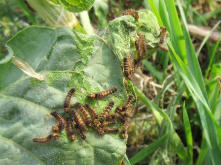 ドクガの幼虫が食草の上に糸を吐いて巣を作り集団を形成している画像2