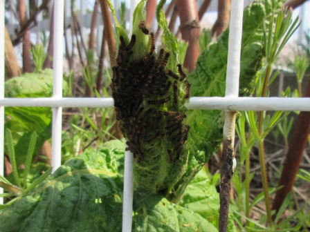 ドクガの幼虫が食草の上に糸を吐いて巣を作り集団を形成している画像3