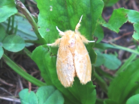 ドクガの成虫の画像