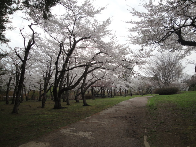 史跡四稜郭内桜並木の写真