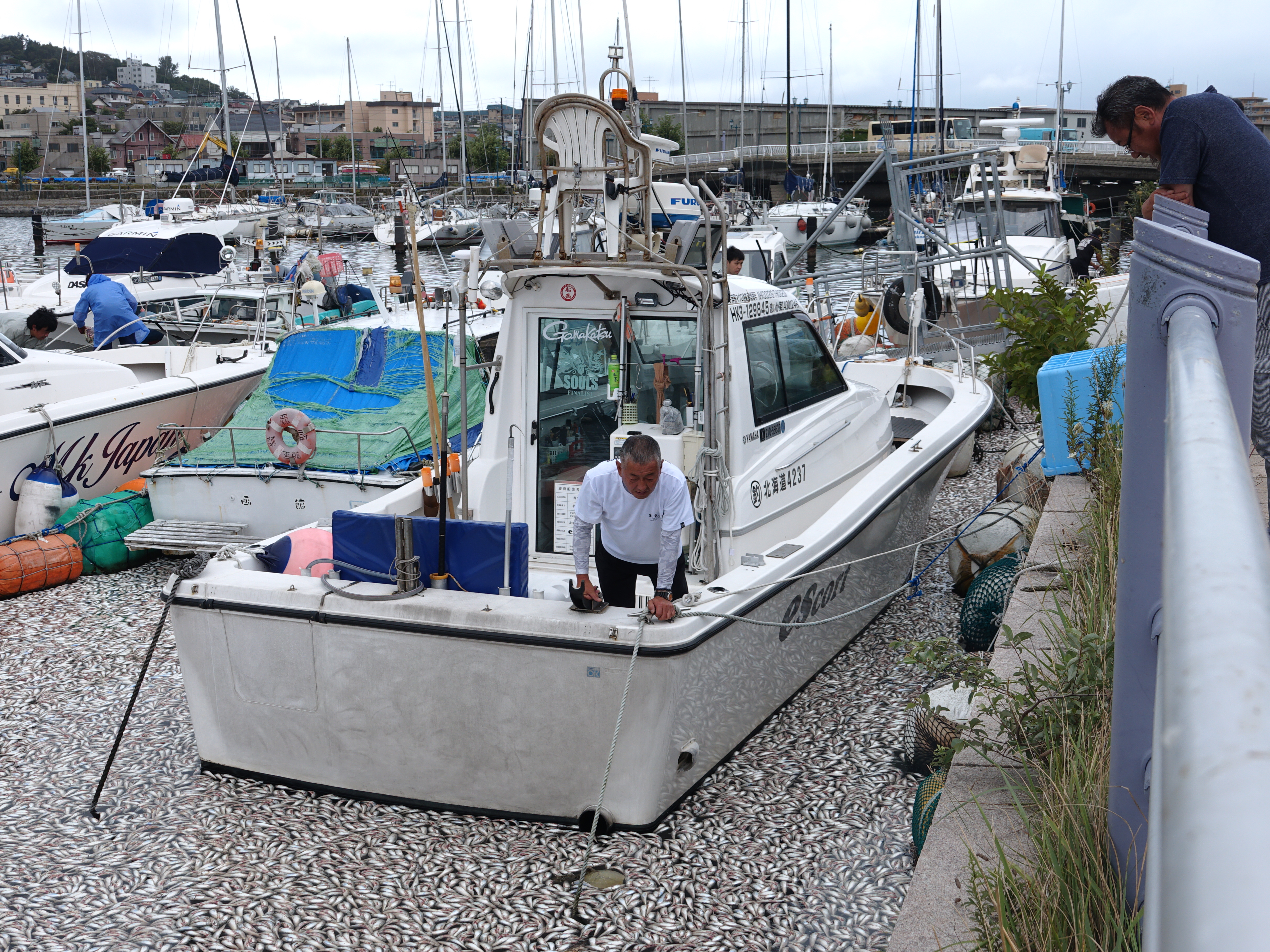 05_特別賞（道新）_死魚大群_岩佐 敏子.JPG