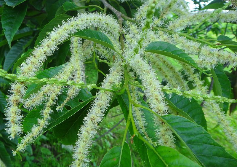 クリの花序