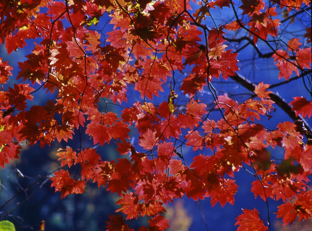 紅葉したハウチワカエデ