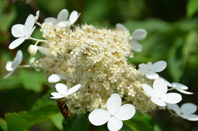 ノリウツギの花