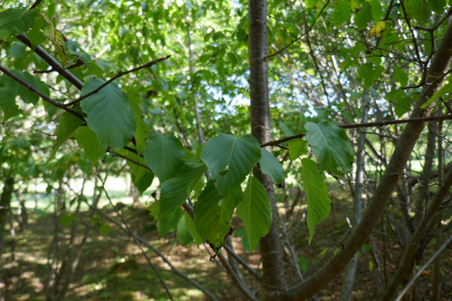 オオヤマザクラの葉