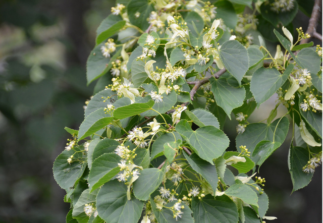 シナノキの花