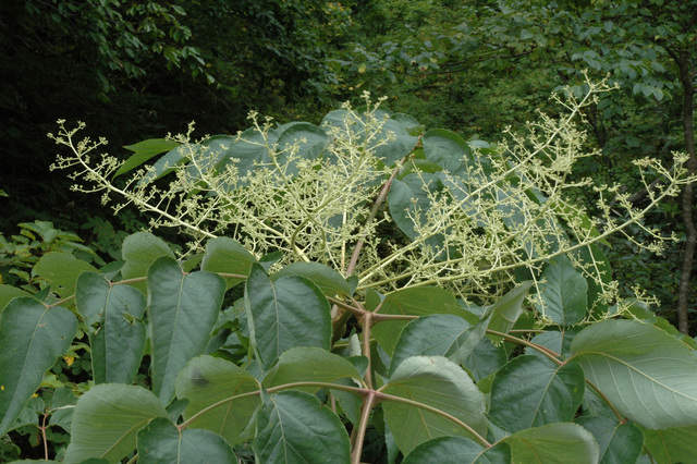 タラノキの花序