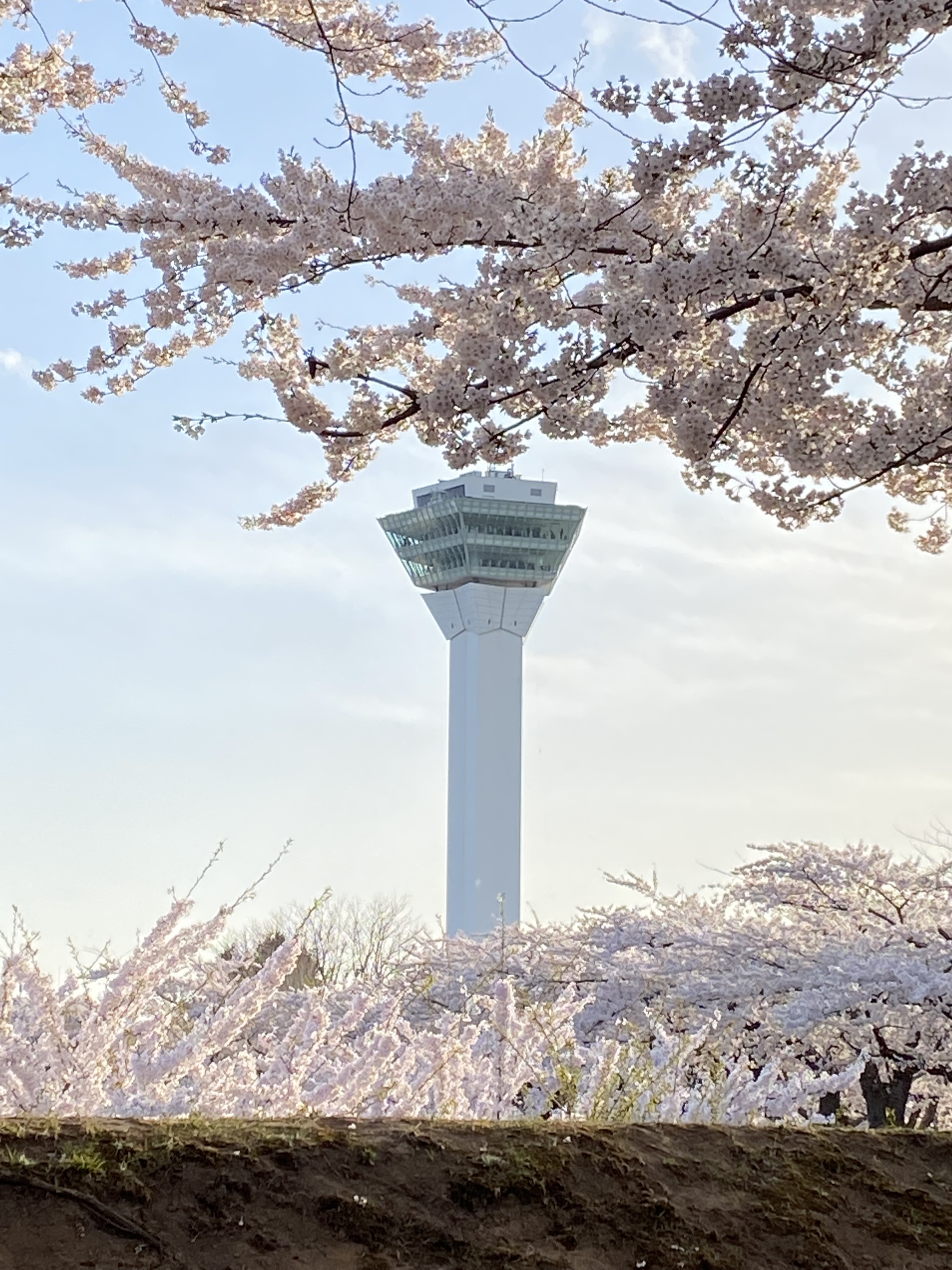 グランプリ作品　五稜郭公園と春の画像