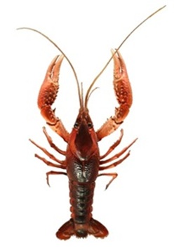 アメリカザリガニの画像4