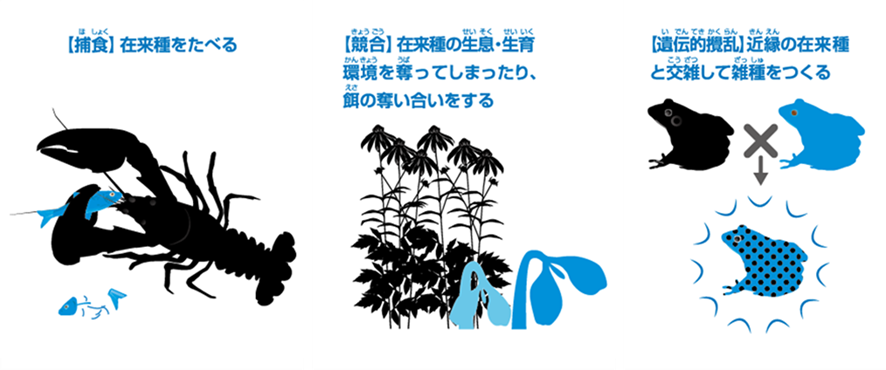 外来種による生態系への影響の画像